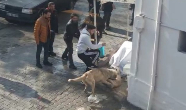 Köpeklerin korkunç kavgası kamerada!