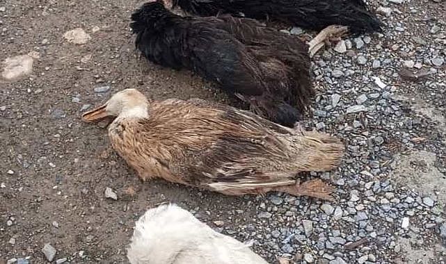 Dilek Mahallesi’ni köpekler istila etti!