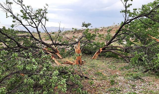 Yıldırım isabet eden ağaç parçalandı!