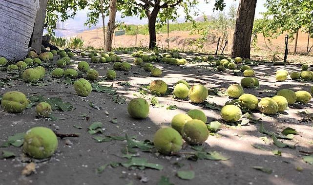 Dolu yağışı kayısıda zarara neden oldu