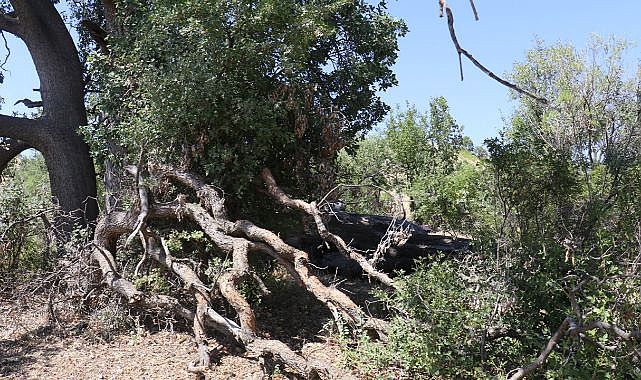 Ziyaret sanıp 500 yıllık meşe ağacını yaktı