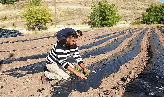Kayısıya göre verim çok daha yüksek!