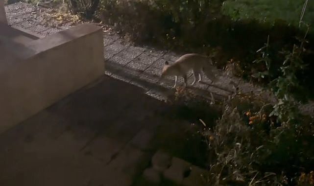Erkurt Ailesi'nin tilki ile müthiş dostluğu!..