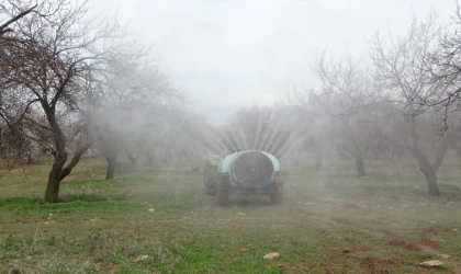 Kayısı üreticileri kolları sıvadı!