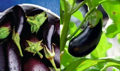 Patlıcanın en değerli kısmını çöpe atıyoruz! Kabızlığı anında bitiriyor...