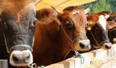 2023 Kurbanlık Fiyatları Belli Oldu | 1 Koyun Kaç Bin TL?
