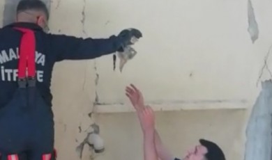 Anne kedi yavrusunu unutur mu? Duygulandıran görüntü...
