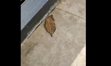 Bu güzellik bir kılık değiştirme ustası...