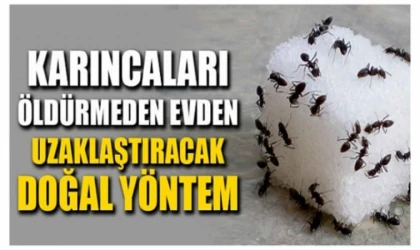 Evlerinde karınca olanlar dikkat! Karıncaları öldürmeden evinizden uzaklaştırma yöntemleri