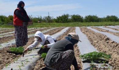 Malatya'da depremin ardından tarım sorunu: Malatya'da mevsimlik işçi yok!