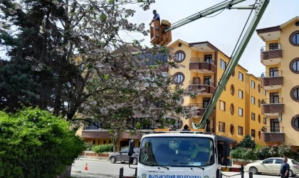 Malatya’daki, ağaçlara bakım çalışması