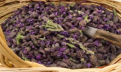 Bu ot şiddetli diş ağrısı ve baş ağrısını bıçak gibi kesiyor! 5 gram Karabaş Otunu 3 dakika boyunca…