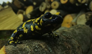Koruma altındaki Benekli Semenderler Erzincan’da görüntülendi