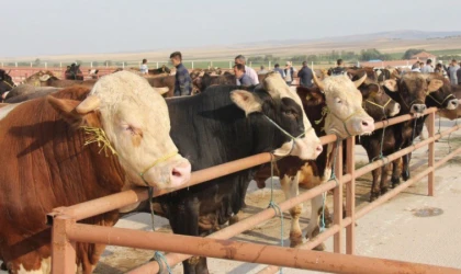 Kurbanlık satın alırken bu hataya düşmeyin! Hasta hayvan nasıl anlaşılır? Kurbanlık seçerken dikkat edilmesi gerekenler…