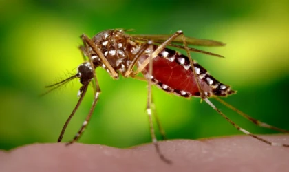 Yaşam alanınızı istilacılara karşı korumaya alın! Evde doğal sivrisinek kovucu yapabilmek için…