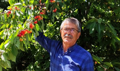 Yeşilyurt Dalbastı kirazında bu yıl rekolte yüksek! Zor günler geçiren üretici ümitli
