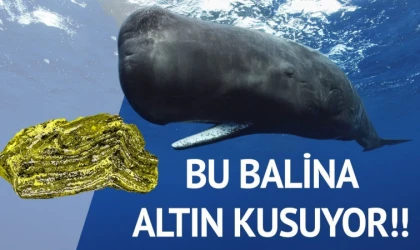 Balina Kusmuğunun Sırrı ve Parfüm Endüstrisindeki Değeri: Ambergris