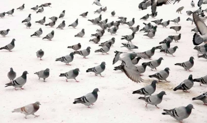 Gizli baykuşu 10 saniyede bulabilir misin? Sadece keskin gözlere sahip olanlar bulabiliyor