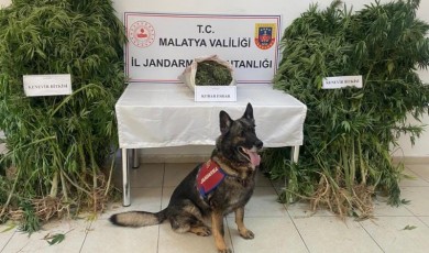 Malatya'da drone destekli zehir operasyonu!