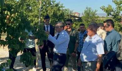 Vali Şahin, kayısı hasadına katıldı! Hedef 750 milyon dolarlık ihracat