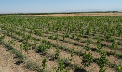 Malatya'da 30 türden 30 bin adet fidan toprakla buluşacak