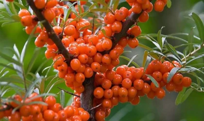 Uzmanlar bildirdi! Doğadaki tek Omega 7 kaynağı!