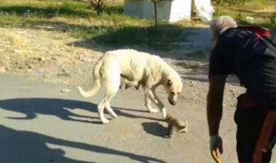 Anne köpek ve yavrusunun buluşma anları duygulandırdı!
