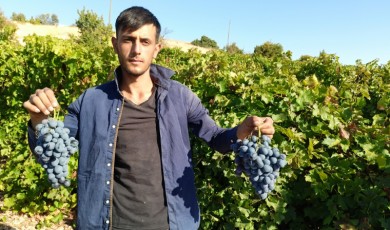 Arapgir'in tescilli köhnü üzümü, üreticinin yüzünü güldürüyor!