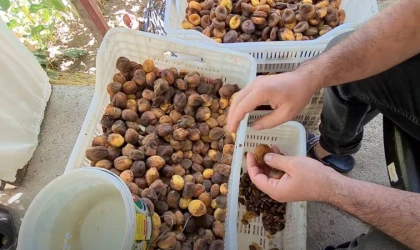 Bugüne kadar boşuna para vermişiz. Meğer evde gün kurusu kayısı yapmak bu kadar kolaymış.