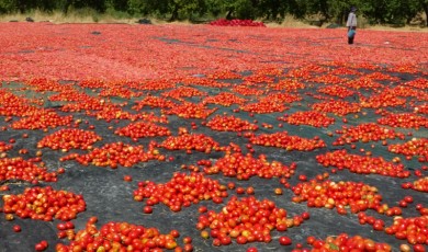 Deprem bölgesi Malatya'da kurutulan domatesler Avrupa ülkelerinin sofralarını süsleyecek!
