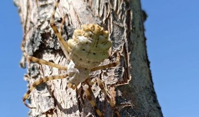 Dünyanın en zehirli örümceği Malatya'da görüldü!
