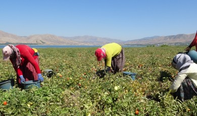 Karakaya Baraj Gölü'nde tarımsal üretim! Malatya'da domatesin kilogramı tarlada 4, markette 25 ise TL