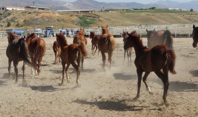 Malatya'da, 15 baş safkan elit Arap koşu tayı görücüye çıkmaya hazırlanıyor