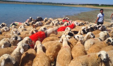 Malatya’da koç katımı şenliği! Üreticilerin tek sorunu ise...