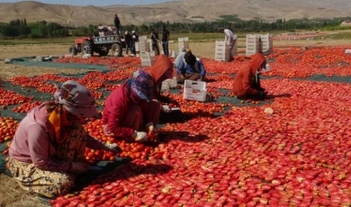 Malatyalı üreticilerin domates serüveni tüm dünyaya dağılıyor!