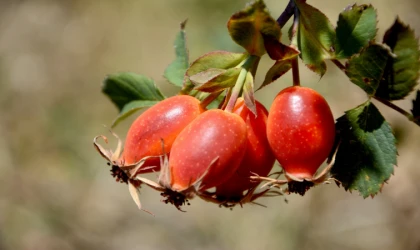 Soğuk kış aylarında şifa deposu! Erzincan dağlarından evlerimize gelen C vitamini deposu...