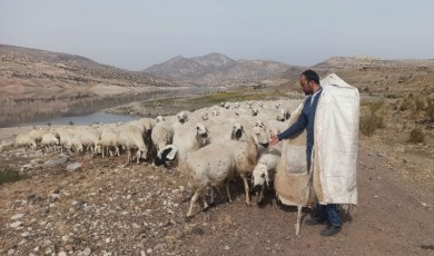 Havaların soğuması ile yaylalarda bulunan küçükbaş sürülerinin meşakkatli dönüşü