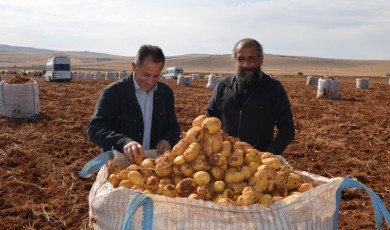 Malatya deyince akla sadece kayısı gelirken, artık Darende patates ile de anılıyor!