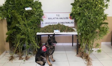 Malatya'da jandarmadan uyuşturucu operasyonu: 2 tutuklama