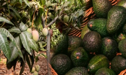 Avokado Ağacı Nerde Yetişir, Hangi Mevsimde Olur?