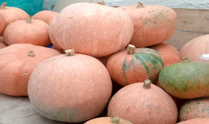 Aynı Tohumdan 10 Kat Fazla Ürün! Verimliliği Katlayan Japon Kabakları...