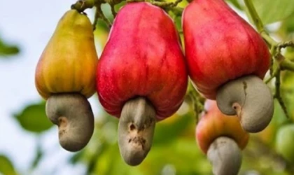 Fiyatı dudak uçuklatıyor, Bir Avuç yiyen Tuvaletten Çıkamıyor!