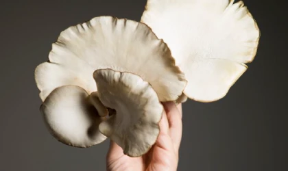 Mantarın sağlığa faydaları nelerdir?