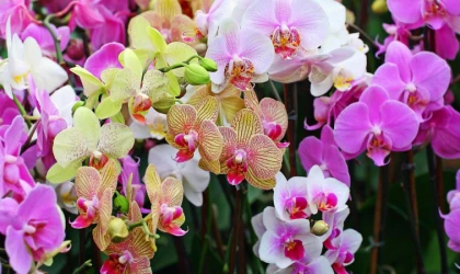 Muhteşem Orkideler: Bakımı, Çoğaltılması ve Dikkat Edilmesi Gerekenler...