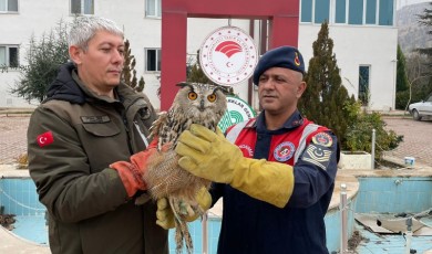 Malatya'da yaralı halde bulunan kulaklı orman baykuşuna şefkat eli!