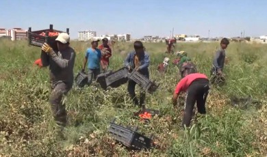 Tarım işçisi avukatlar, mevsimlik tarım işçilerinin sorunlarını ele aldı!