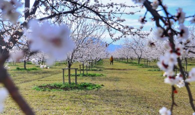 Malatya'da kayısı ağaçları çiçek açtı