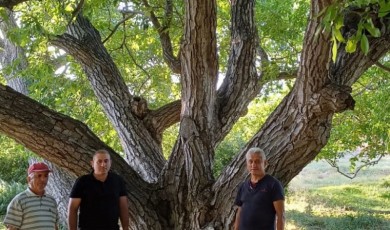 Gölgesinde Hikayeler Saklı: Malatya’nın Asırlık Ağaçları