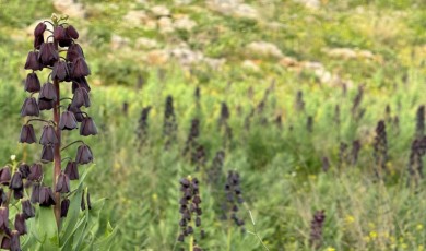 Malatya'nın Doğanşehir ilçesinde endemik dağ sümbülleri doğayı süsledi