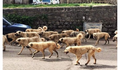 Hüccetullah HAKDER / Köpekler ve İnsanlar: Muhaliflerin Gözündeki Değerler Sıralaması